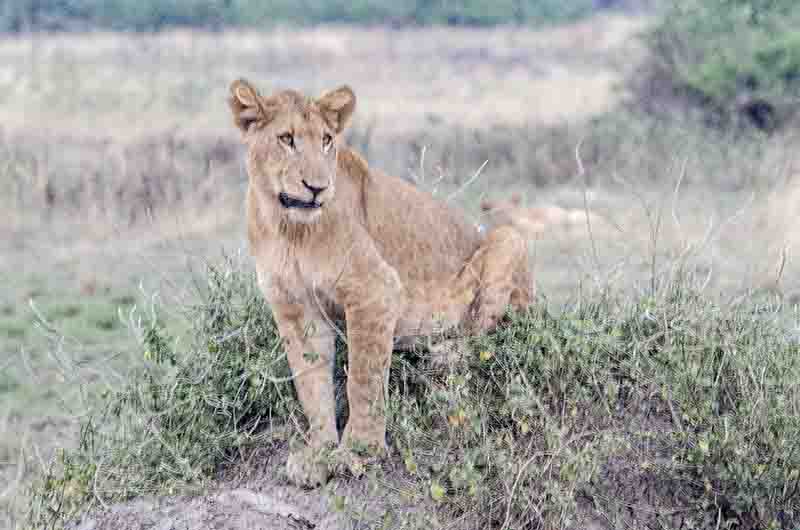 15 - Leon joven - parque nacional Queen Elizabeth - Uganda